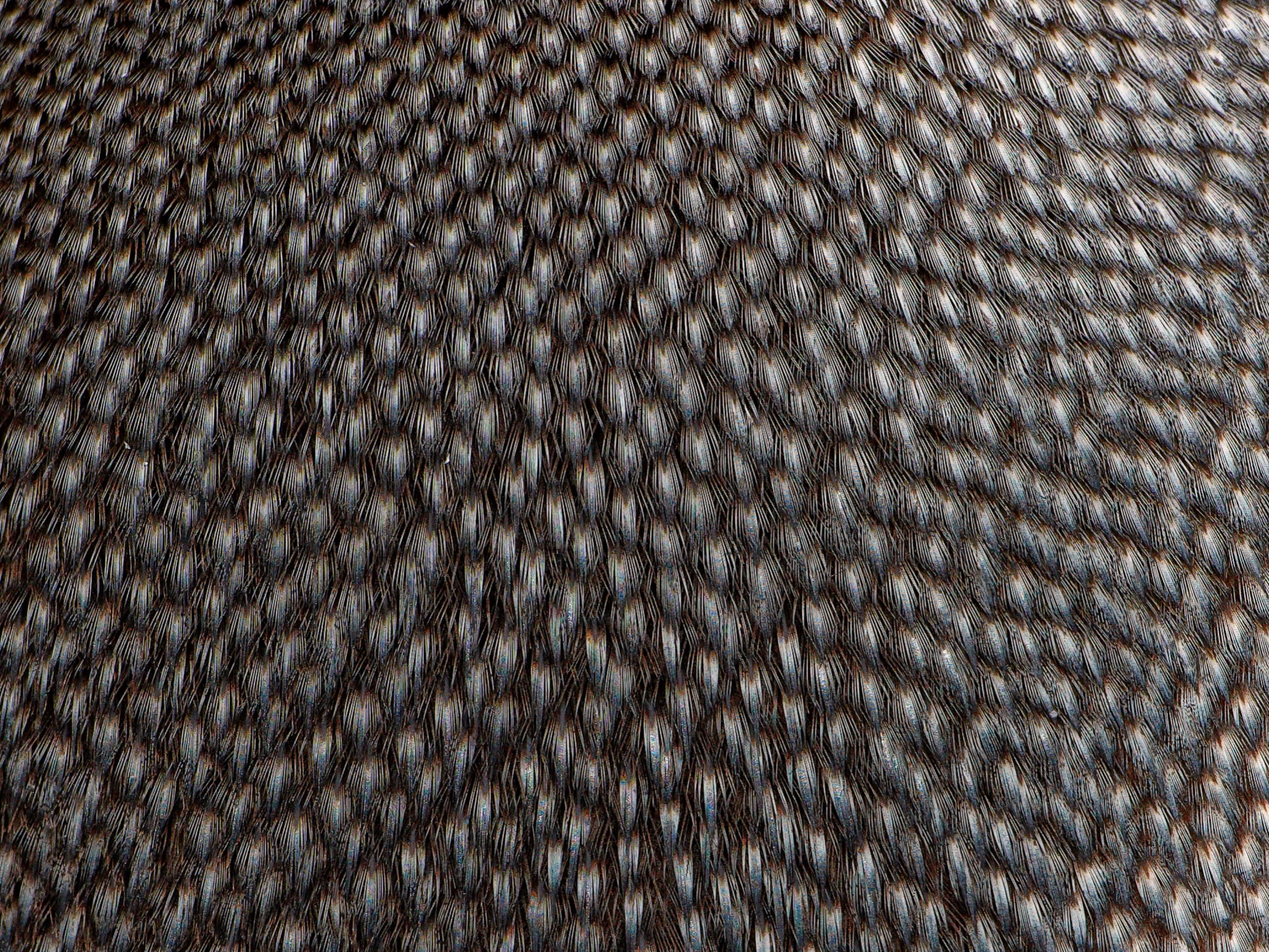 king penguin plumage